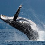 Baleines danger extinction chasse