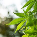 legalisation-cannabis-impact-environnement