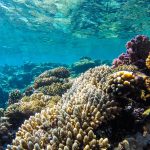 sauver-proteger-barriere-coraux