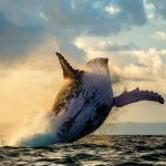 chasse-baleine-moratoire