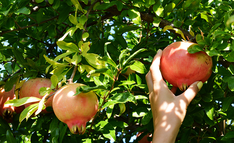 Faites Vos Fruits Confits « Maison » - Département De
