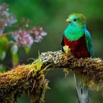 oiseaux-extinction-birdslife