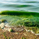 algues-rechauffement-climatique