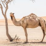chameau australie ecosysteme abattu