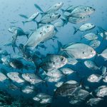 fish brain global warming affects