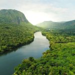tropical forests store carbon