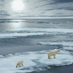 arctic ocean acidification increases