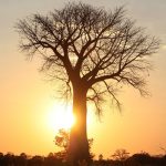 grande muraille verte Afrique baobab