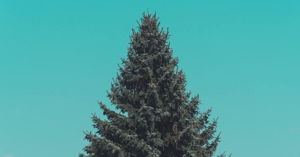 3 Ecological ways to dispose of your Christmas tree