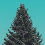 dispose christmas tree