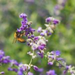 pollinisation biodiversité crise