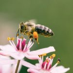 abeilles neonicotinoides temperature