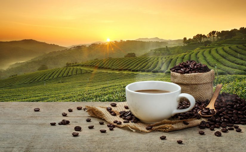 coffee-production-sustainable-ecological