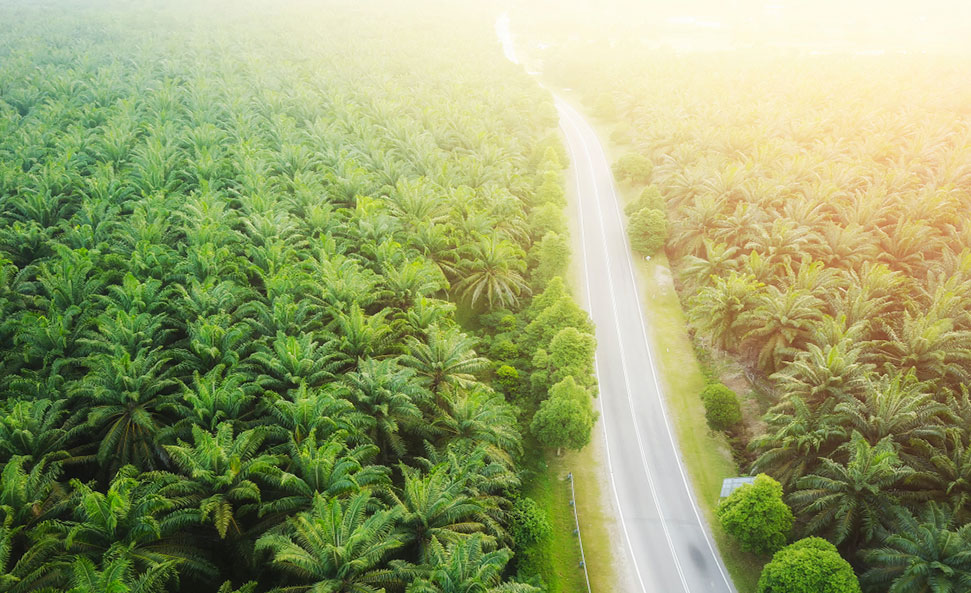 Plantations International Palm Oil