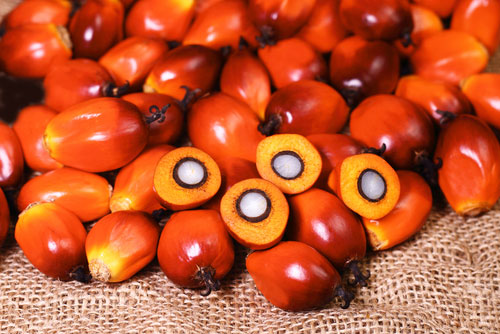 palm oil production produced investigation product fruit.