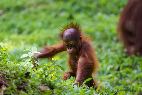 palmeolieproduktion produceret undersøgelsesprodukt orangutan