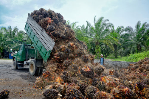 los comerciantes de producción de aceite de palma produjeron un producto de investigación