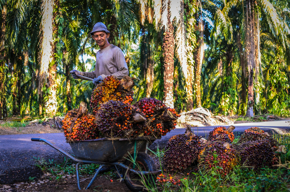 producția de ulei de palmier People planet