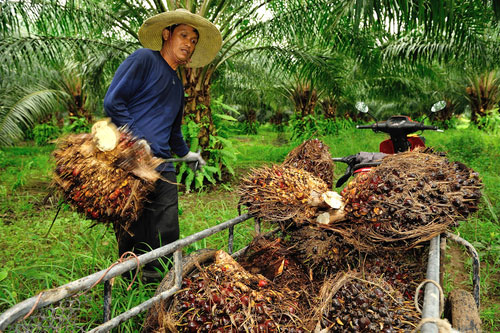 worker palm oil production