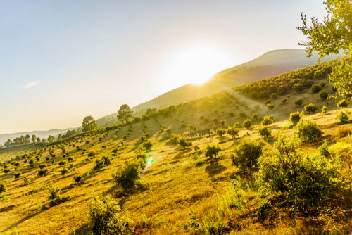 avocado benefits production environmental impact ecological