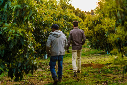 avocado benefits production environmental impact social gang crime