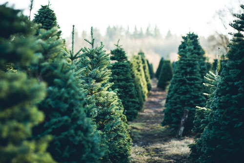 best place for artificial christmas trees