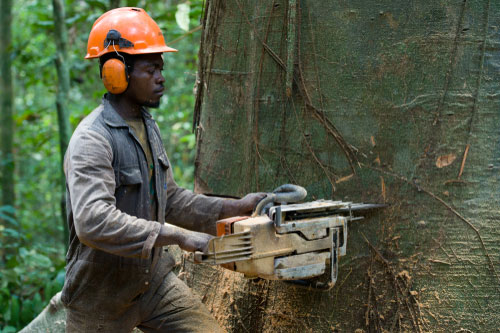 Deforestation in Southeast Asia: Causes and Solutions