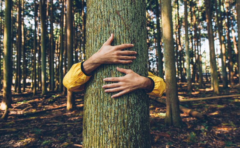 deforestation stop prevent help