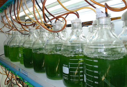 green microalgae sustainability