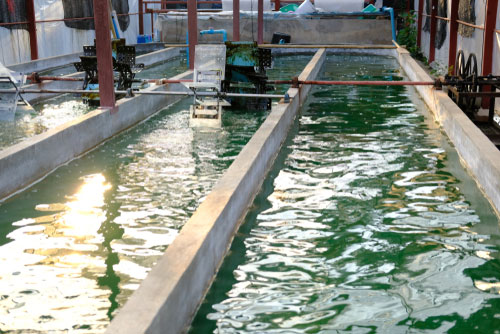 microalgae production sustainability