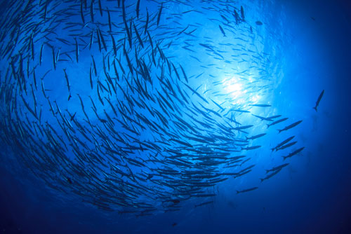 ocean protection sustainable fishing