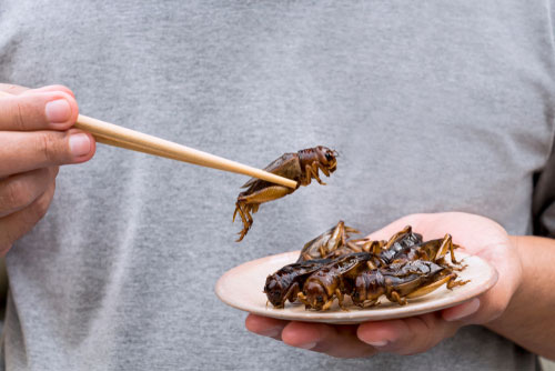 insects bug food