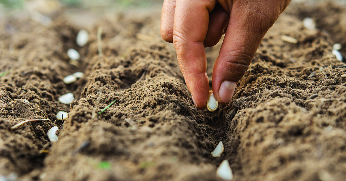 Vegetable Gardening for Beginners: The Basics of Planting & Growing