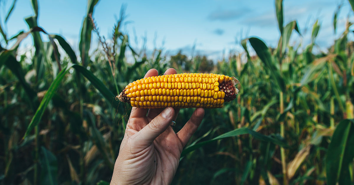 What are GM crops and how is it done?