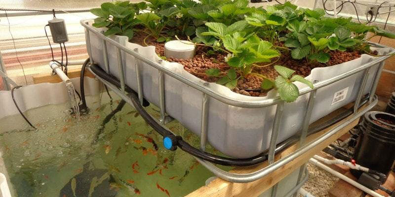 recirculating aquaponic systems