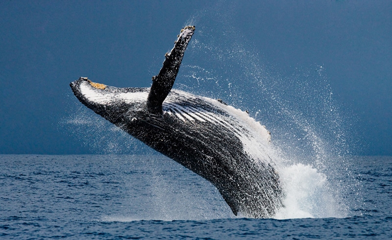 Baleines danger extinction chasse