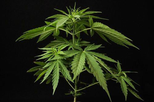 legalisation cannabis environnement