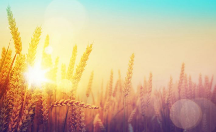 agriculture-changement-climatique-irrigation-secheresse