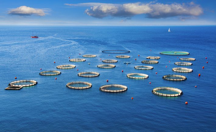 aquaculture-amti