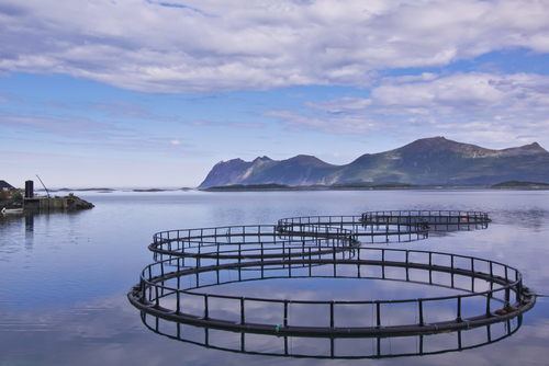 aquaculture amti poisson ecologie