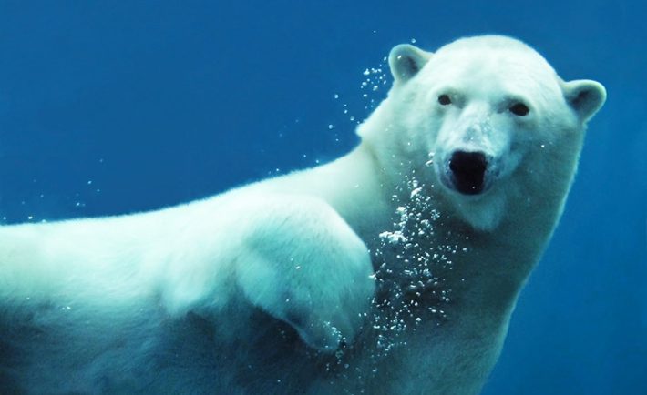 biodiversite-changement-climatique-menace