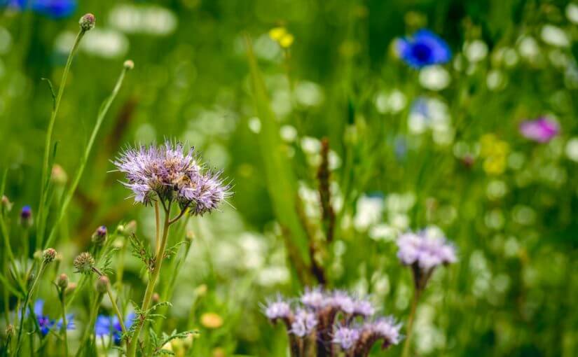 biodiversite economie