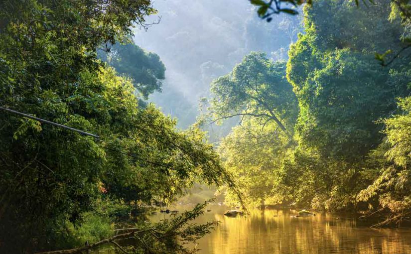 tourbieres-congo-rechauffement-climatique