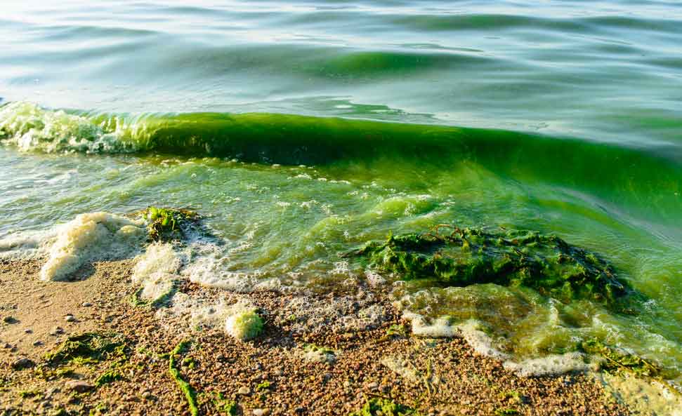 algues-rechauffement-climatique