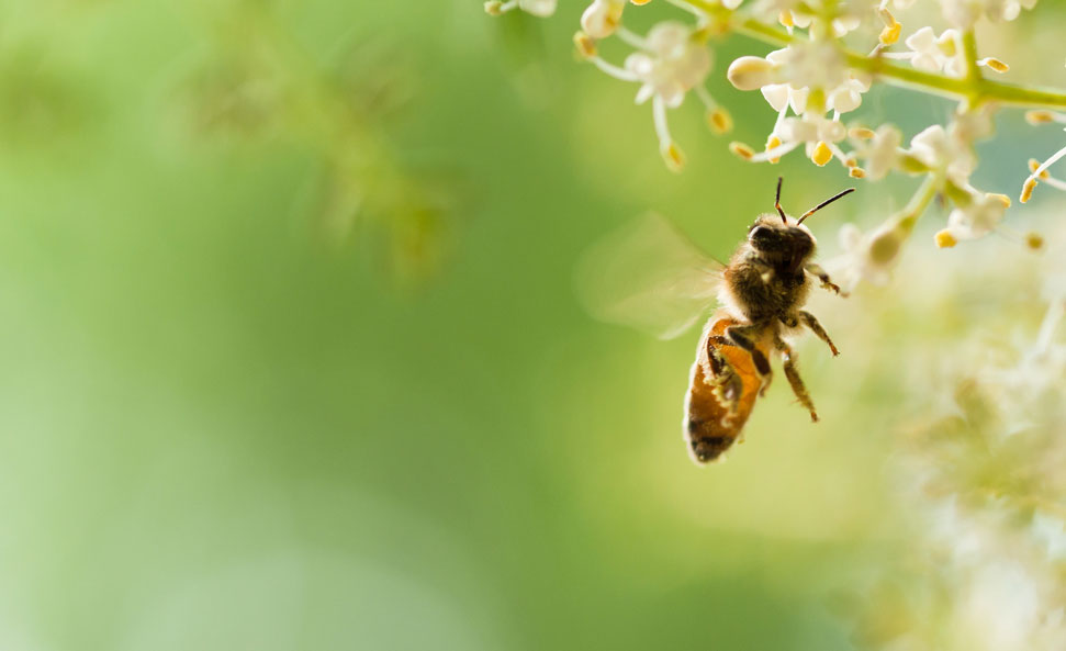 universite-abeille-guerlain-2019