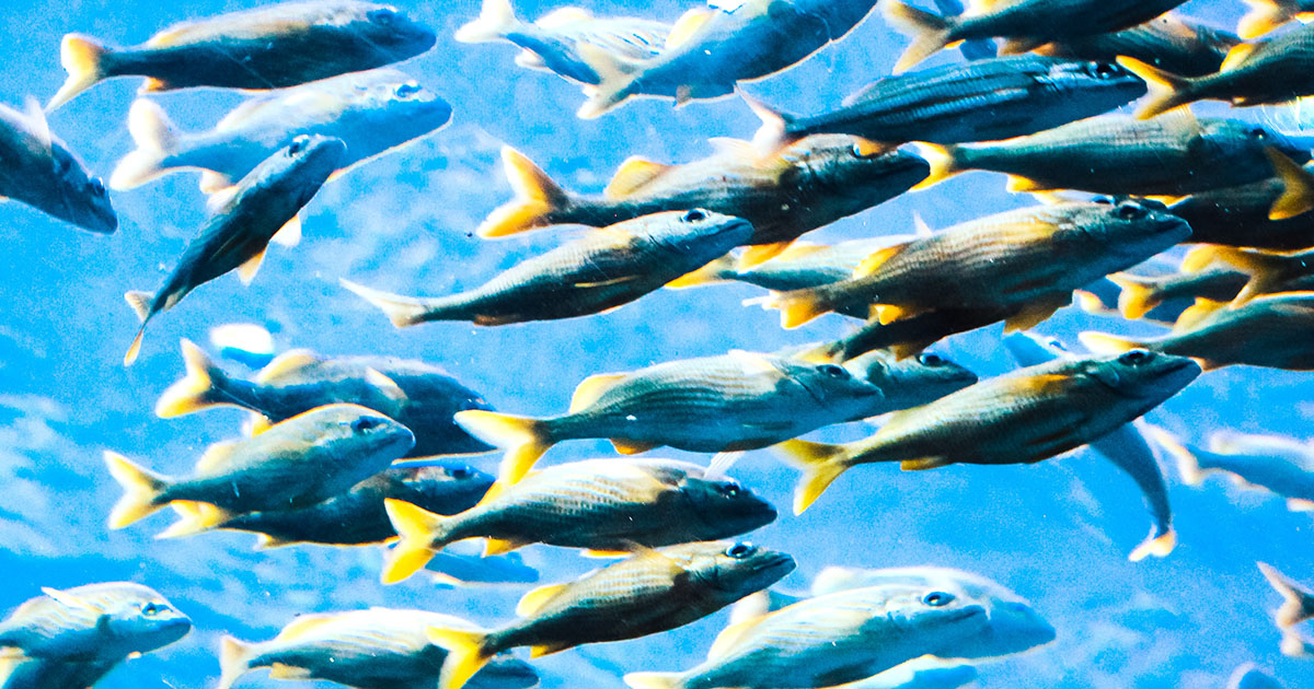 poisson rechauffement climatique cerveau
