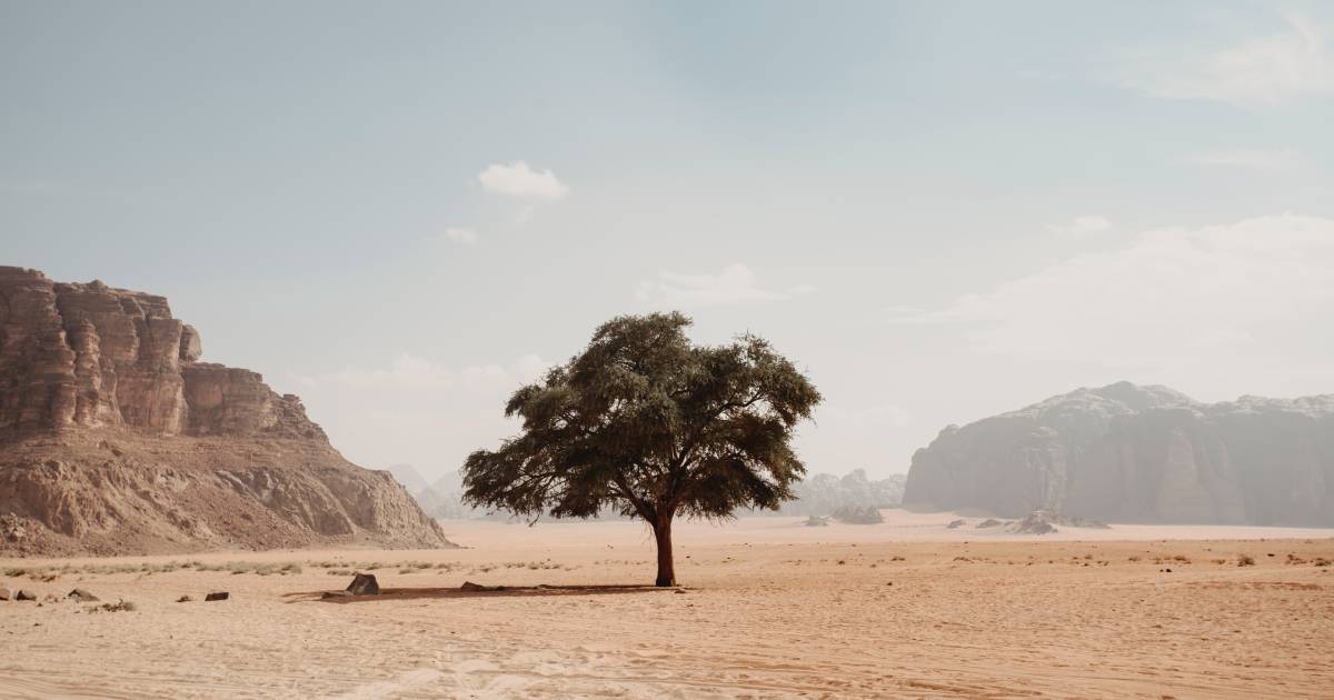 planter arbres deserts climat