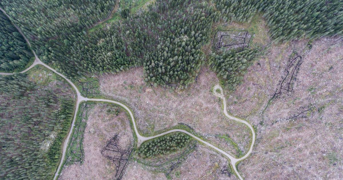 Forêt dégradée par l'activité industrielle
