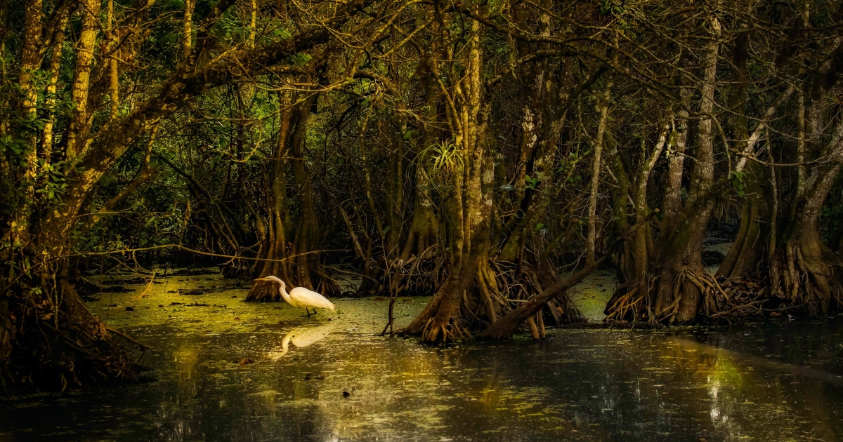 Les mangroves sont touchées par le changement climatique et les activités humaines.