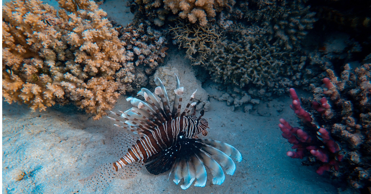 Les coraux vont-ils survivre au changement climatique ?